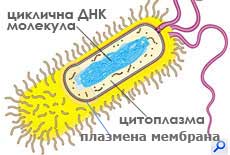 прокариотна клетка