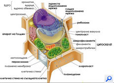 еукариотна растителна клетка