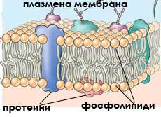 плазмена мембрана